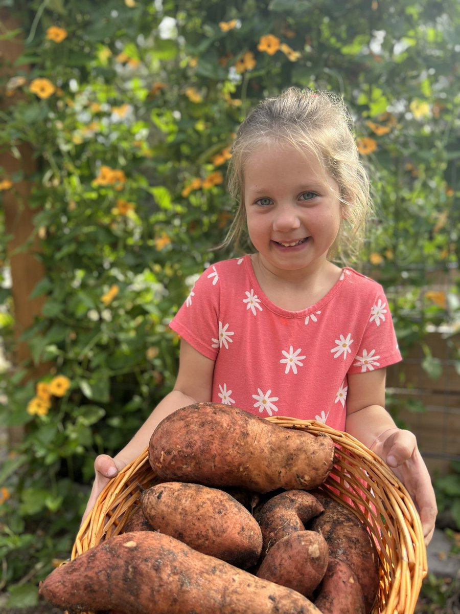 The garden is an amazing teacher. Science, math, patience and kindness. 64 pounds of beautiful @bonnieplants sweet potatoes 🍠 to share today. #gardening