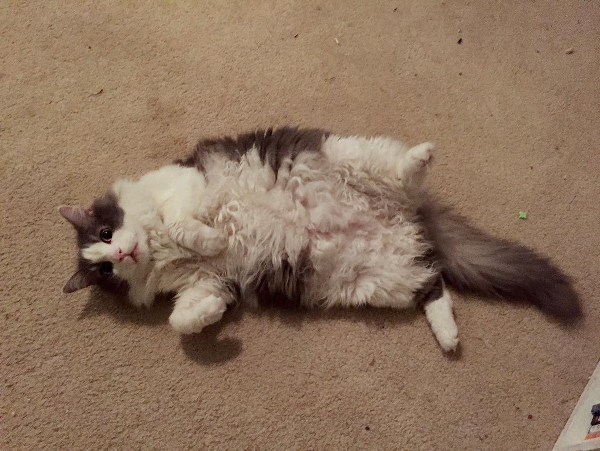 bunsofconyers's tweet image. Our buddy Max, the Maxicat, went over the Rainbow Bridge last night. Daddy and Mommy loved him so much, and were crying all last night. Binky free, Max!