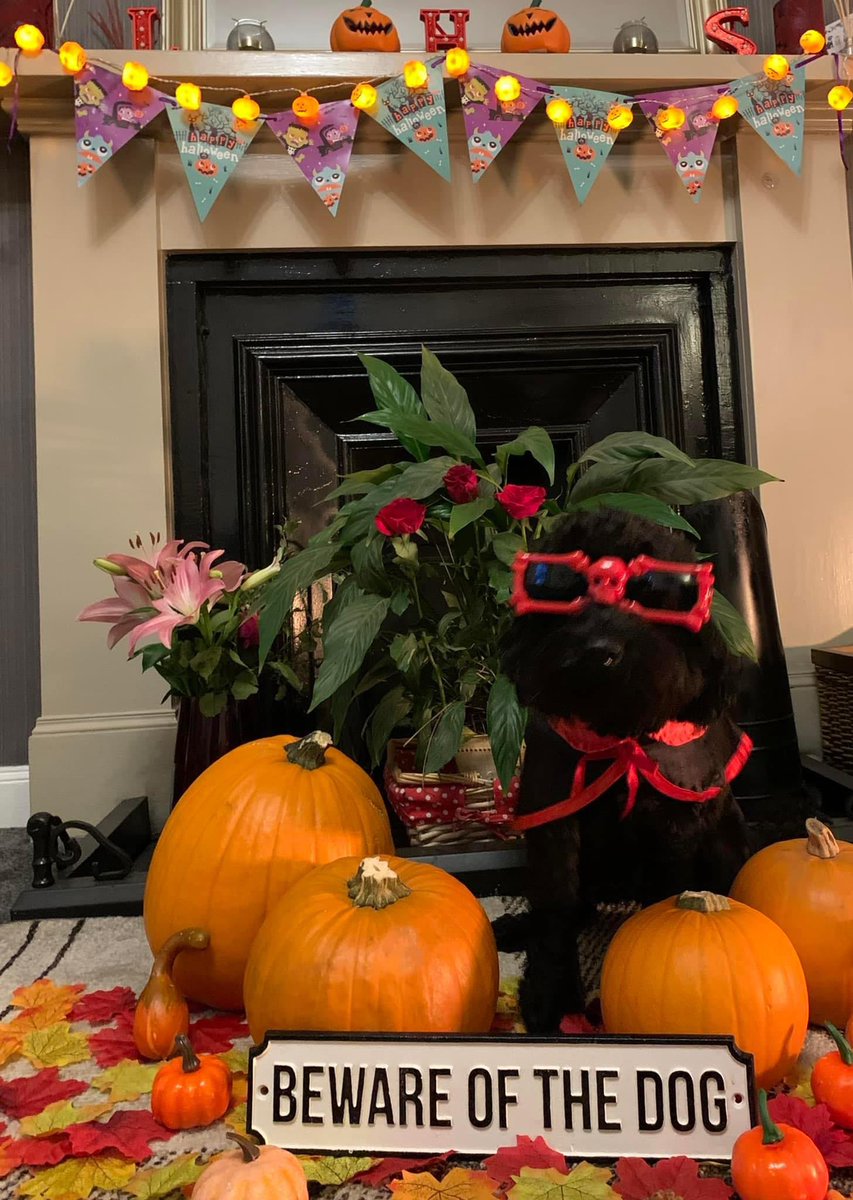 Today is  #NationalPumpkinDay 🎃

The tradition of carving #pumpkins originates from #Scotland and #Ireland where turnips were carved into faces to scare off spooky spirits 👻

*no spooky spirits pictured, only lovely Lola 🐶 #dogsoftwitter