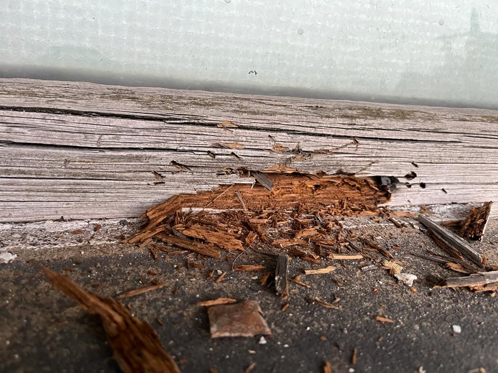 Quadrigacltd's tweet image. We're repairing sections of decayed &amp;amp; damaged timber to the windows at Leigh Spinners Mill, retaining as much of the original wood as possible. In parts where the decay has been more severe, we have replaced the timber to match the original..
#timberrepair #heritage #restoration