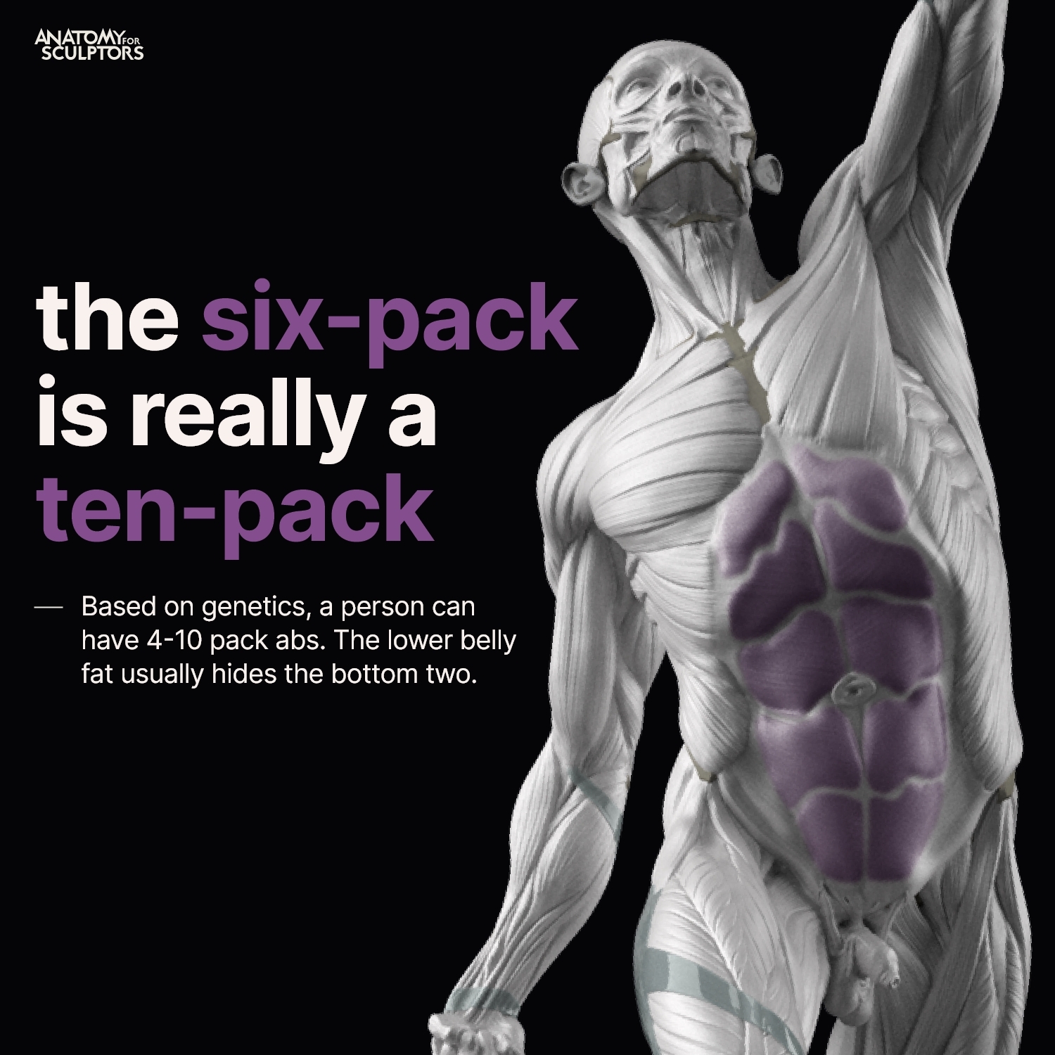 Anatomy For Sculptors ® on Twitter "Did you know abs can contain 410