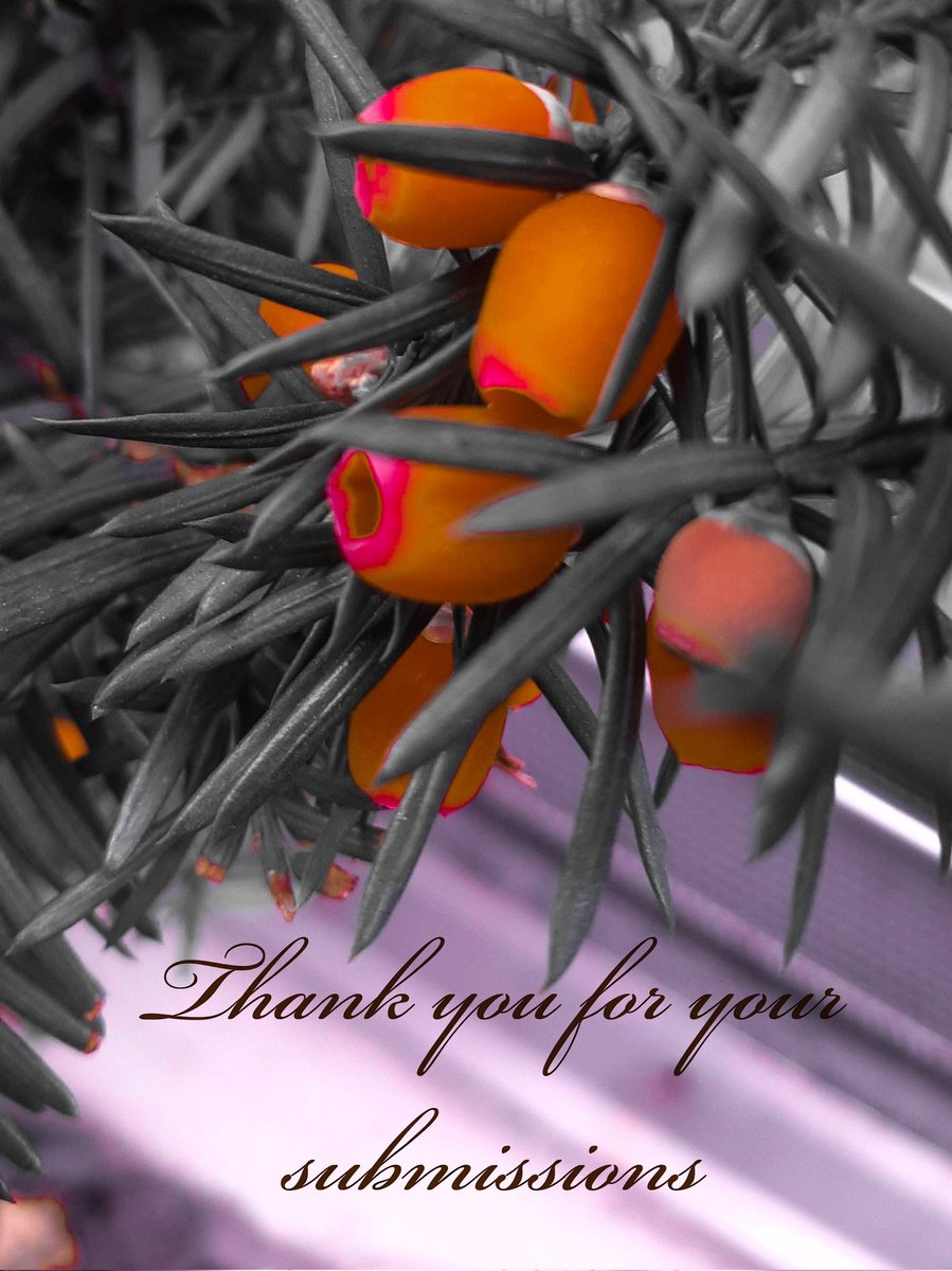 The Pine Cone Review tweet media