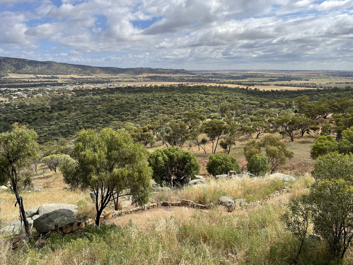 David McLean tweet media