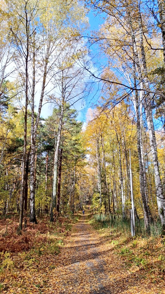 RingoFreek's tweet photo. Осень https://t.co/lF2DOVzPRO