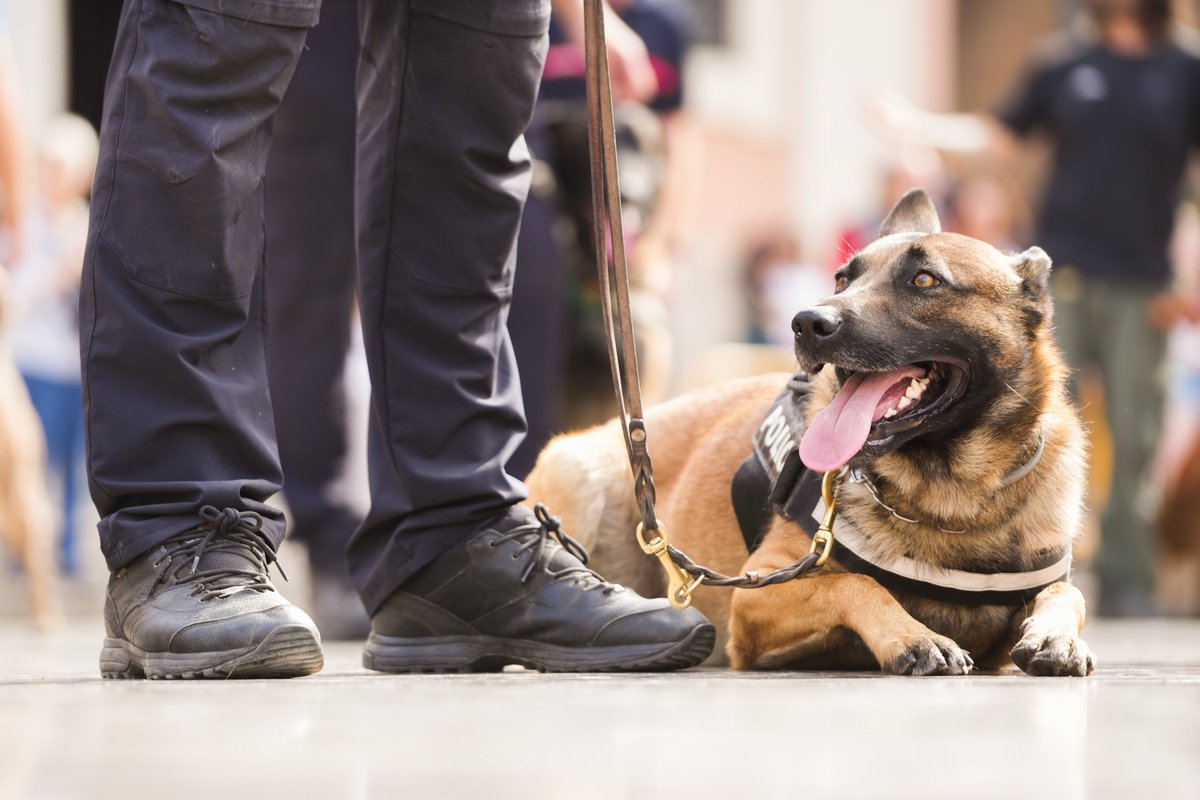 EPCValenciana's tweet photo. 🐶Componentes de 120 unidades caninas policiales y de rescate intercambian en València experiencias y técnicas @policialocalvlc 

➡️https://t.co/HHI6Zwnamp
📸Jorge Gil/Europa Press https://t.co/kbsIxEtc1w