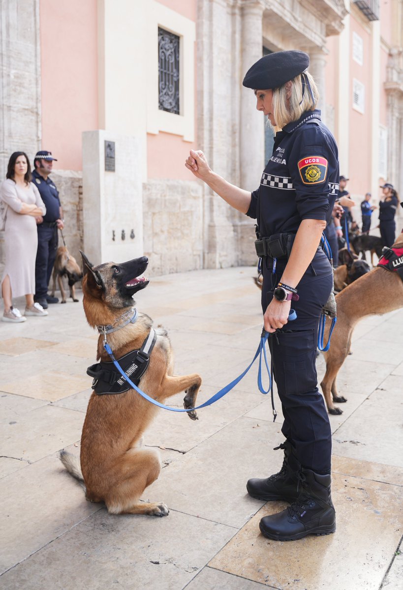 🐶Componentes de 120 unidades caninas policiales y de rescate intercambian en València experiencias y técnicas <a href="/policialocalvlc/">PoliciaLocalValència</a> 

➡️bit.ly/3TEpRgJ
📸Jorge Gil/Europa Press