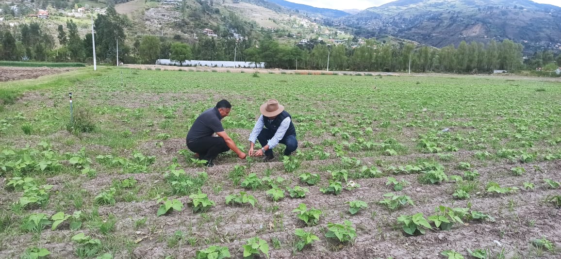 LisCarcelen's tweet photo. En coordinación con @INIAPECUADOR Austro, nuestros técnicos de semillas realizaron inspecciones a campos de multiplicación de semilla de fréjol, y cebada para garantizar la calidad de semilla y posterior emisión de marbetes.

#JuntosPorElAgro. https://t.co/5SwOVaf1eS