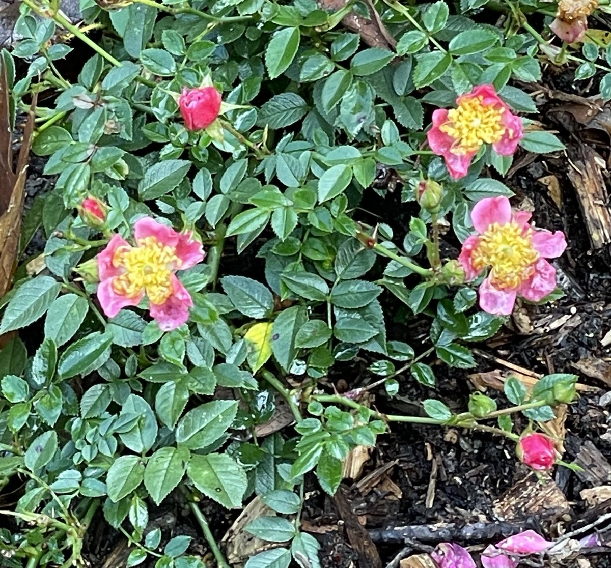 Spotted at Dartington today. I think it’s a rose #RiseWednesday #rose