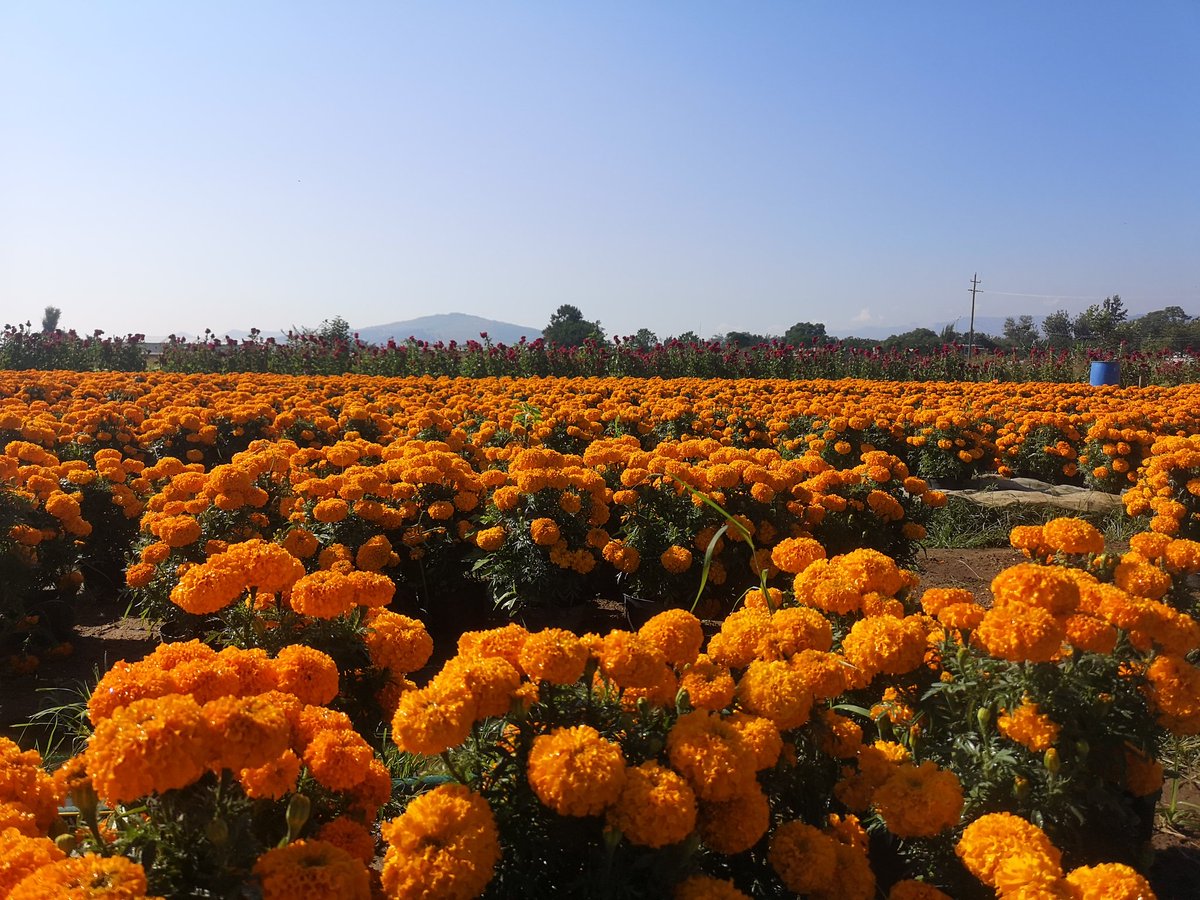Preparándonos para el #DiaDeMuertos en #Oaxaca #FelizMiércoles a todos