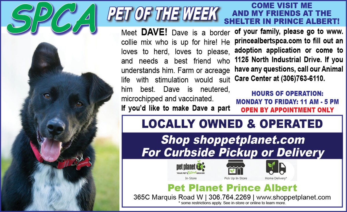 PAShopper's tweet image. SPCA - Pet of the Week
princealbertshopper.com/spca
#SPCA #PetoftheWeek #princealbertshopper