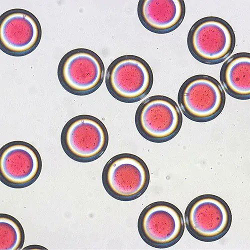 WileySTEM's tweet photo. Take a look at the latest collection of #scienceinpictures from @AdvSciNews featuring work from @JPolymSci !
https://t.co/nkkra2Ejqr
#polymers https://t.co/0BL8vh9VJu