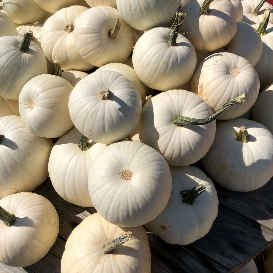 National Pumpkin Day
White Pumpkins. Enjoying the great variety of pumpkins available these days.
#autumn #fall #theautumnfeels #chillyweather #changeofseason #colorfulleaves #pumpkins #autumnart
#fallweather #whitepumpkins
