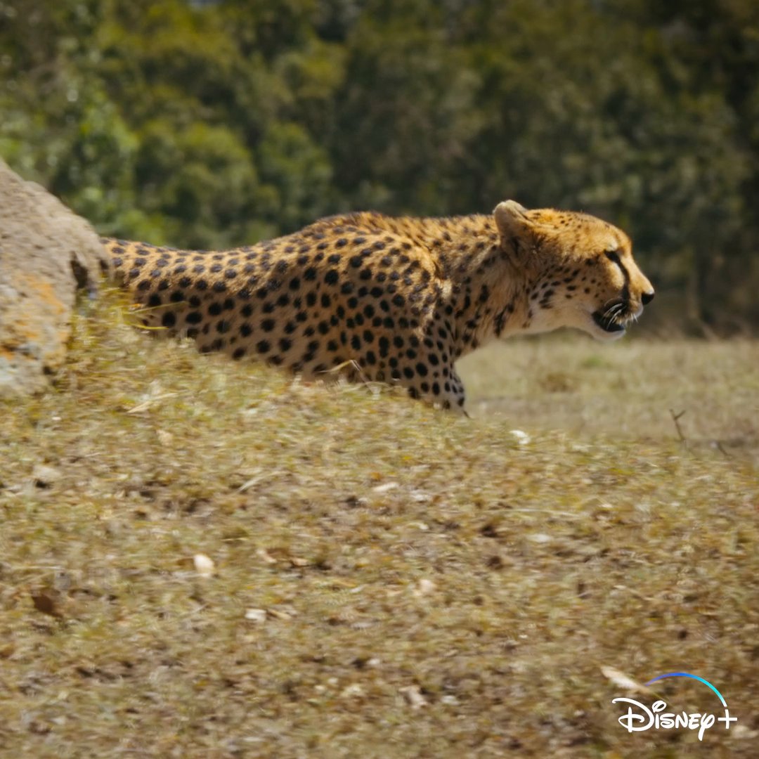 National geographic tv on twitter unlike most other predators