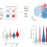 Photo by Romagnani Lab (@RomagnaniLab)