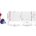 Photo by Romagnani Lab (@RomagnaniLab)