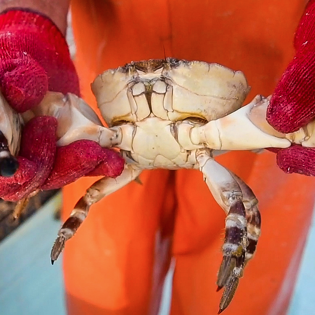 Strangely enough, fishers can only harvest the claws from the crabs