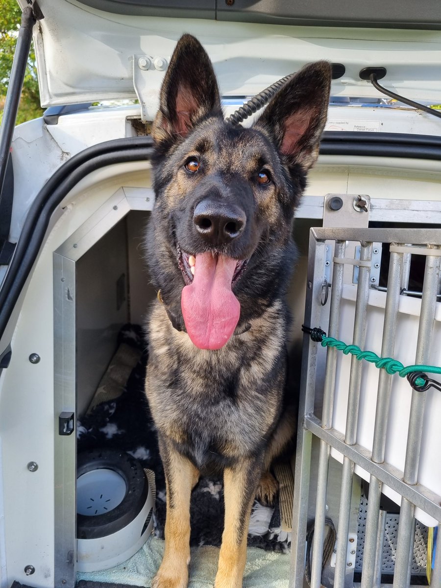 PDFranky's tweet photo. Back at it after a lovely bit of leave. PD Goose enjoyed her time off too and was a very good doggo in kennels.
PD Goose was straight back at it though tracking to a person in need of help today.
#thenoseknows #thisdogcan #policedog #gsd #makingpaulproud @DC_PoliceDogs 🤘 https://t.co/qMmK1D8oJp