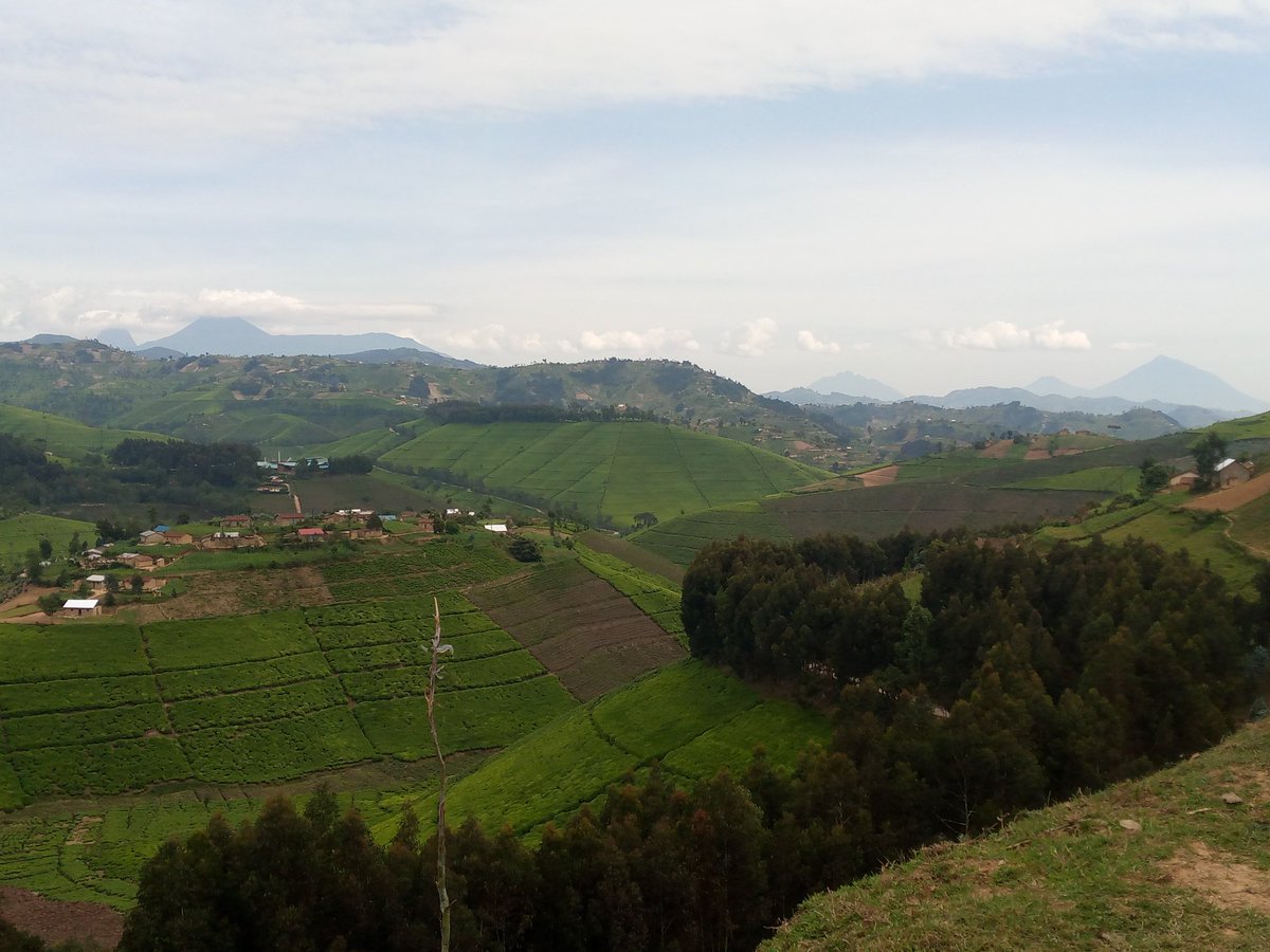 Aha ni rubaya kuruganda rw'icyayi icyayi cyacu gihabwe agaciro