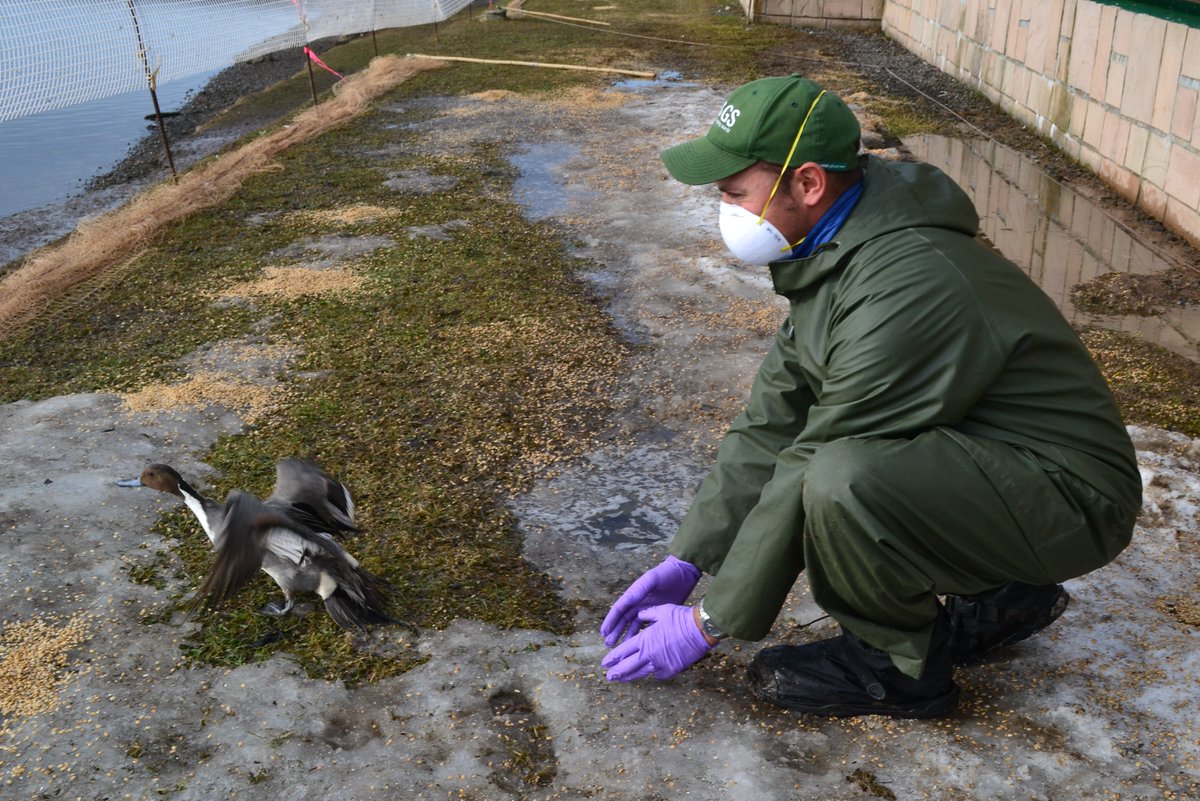 Learn more about highly pathogenic avian influenza in Alaska and North America in a Q&A with USGS Scientist Dr. Andy Ramey at: usgs.gov/centers/alaska… #WildlifeWednesday