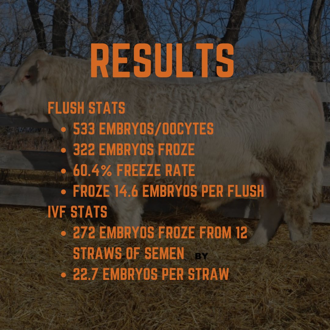 21Highway's tweet photo. 📣 We have exciting news!!

We just finished flushing embryos from some of our donor cows and have now completed feed efficiency tests on three more groups of our progeny in our Growsafe/Vytelle bunks.

#highway21 #albertafarming #albertaranch #bulls #beefgenetics https://t.co/F6mPParRP9