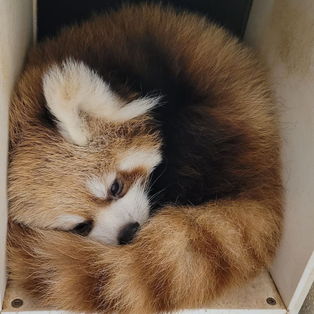 Red_panda_haven's tweet photo. So sweet 🥰
.
.
.
.
.
#redpandas #redpandalovers #redpandacub #redpandasofinstagram #redpandanation #redpandamedia https://t.co/CwkhuF65Az