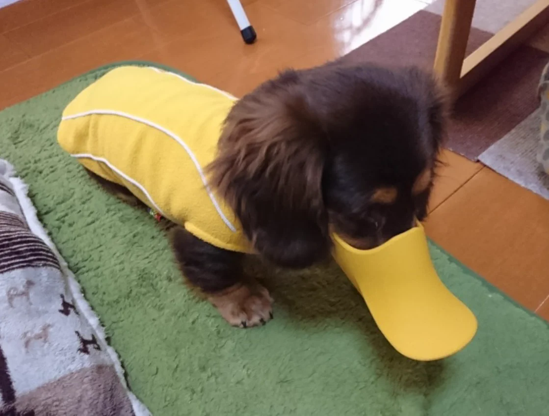 @kuroshibamikan アヒル口懐かしいです！
我が家のわんこも破壊王と呼ばれた仔犬時代にお世話になりました。
使いはじめの頃はあからさまにしょんぼりするので此方としても罪悪感がありましたが、そのうち慣れてしまったのか装着したまま昼寝するまでに…😂
いつかアヒル口卒業出来るよう祈っております🥰 