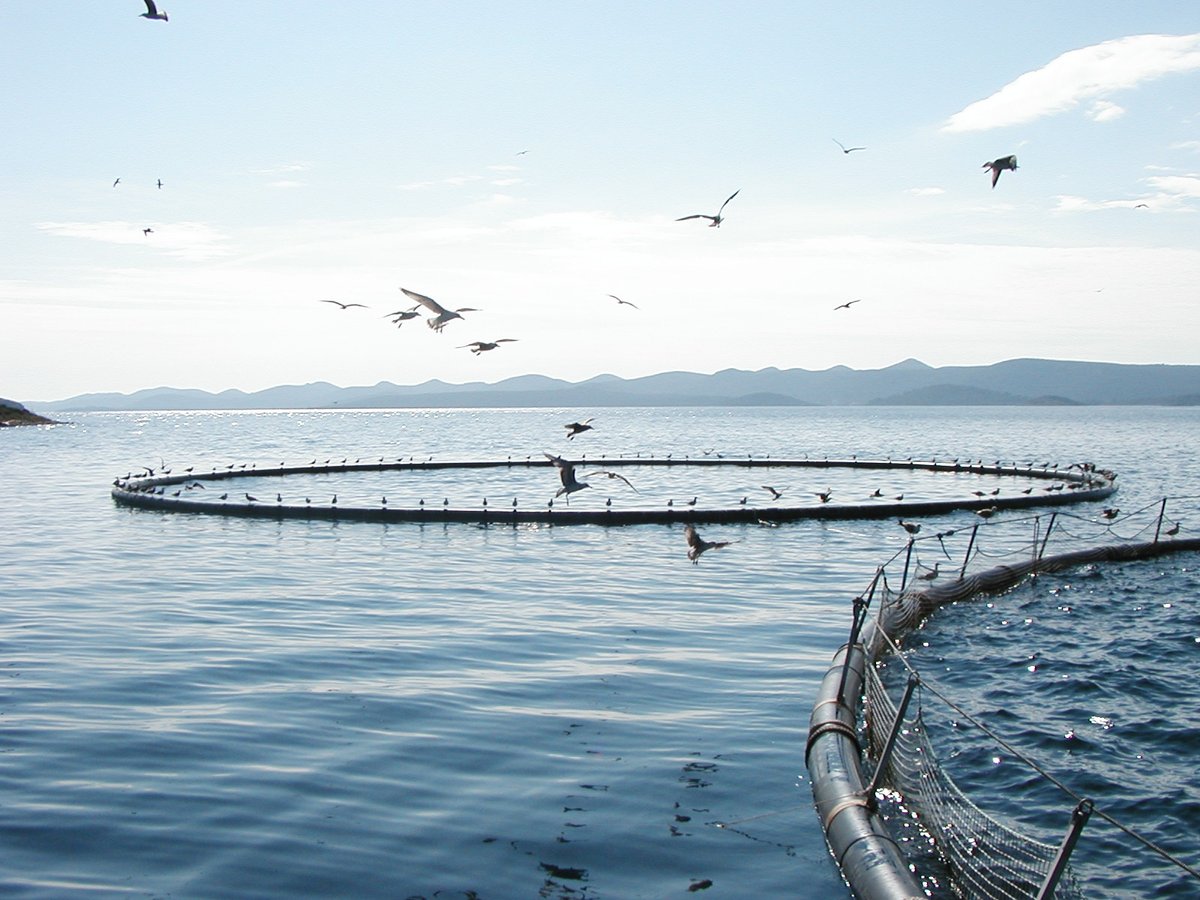 EU_MSP_Platform's tweet image. 📑#FrameworkContract opportunity: € 2 000 000 available for Multiple Framework Contract in Cascade for the Provision of Scientific Advice for #Aquaculture maritime-spatial-planning.ec.europa.eu/fundings/multi…