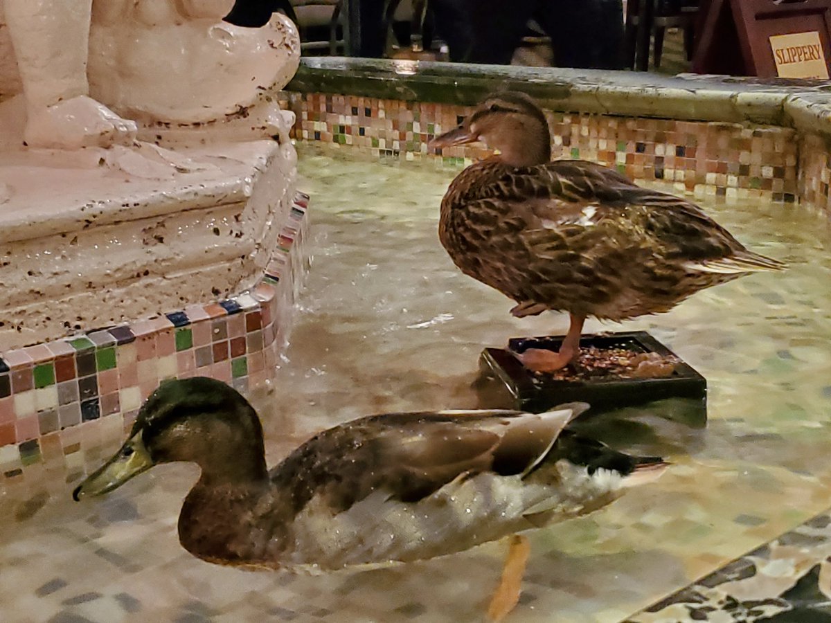 Farewell, Memphis! I had a blast visiting for #SciWri22 and learning so much. Thanks <a href="/ScienceWriters/">National Association of Science Writers (NASW)</a> and I hope to see you next year in Colorado.