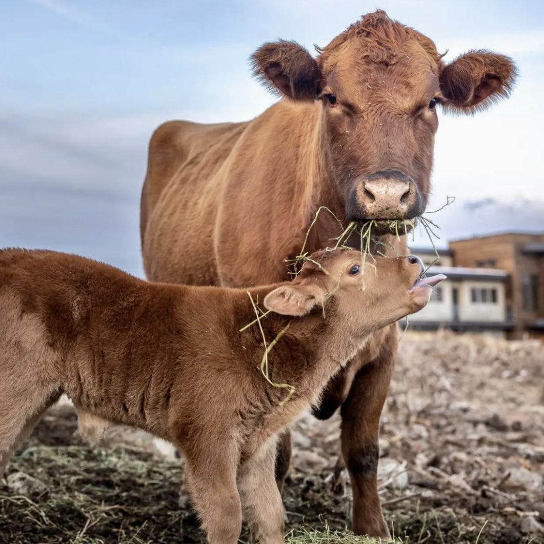 Mother and child. #whyimavegan