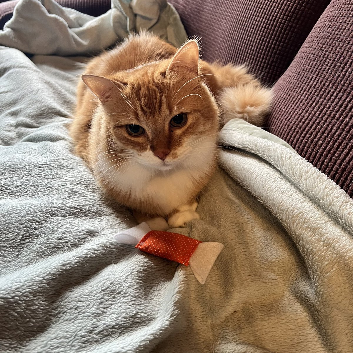 BooBoyCatToys's tweet photo. It’s fuzzy blanket and Halloween candy season 🎃

Get your own Halloween catnip candy in our online shop while it lasts! 

https://t.co/uRYl2CdiHL

#kittyhalloween #booboycattoys #catsoftwitter #whiskerswednesday #whiskerwednesday https://t.co/ZBmDt9aaQU