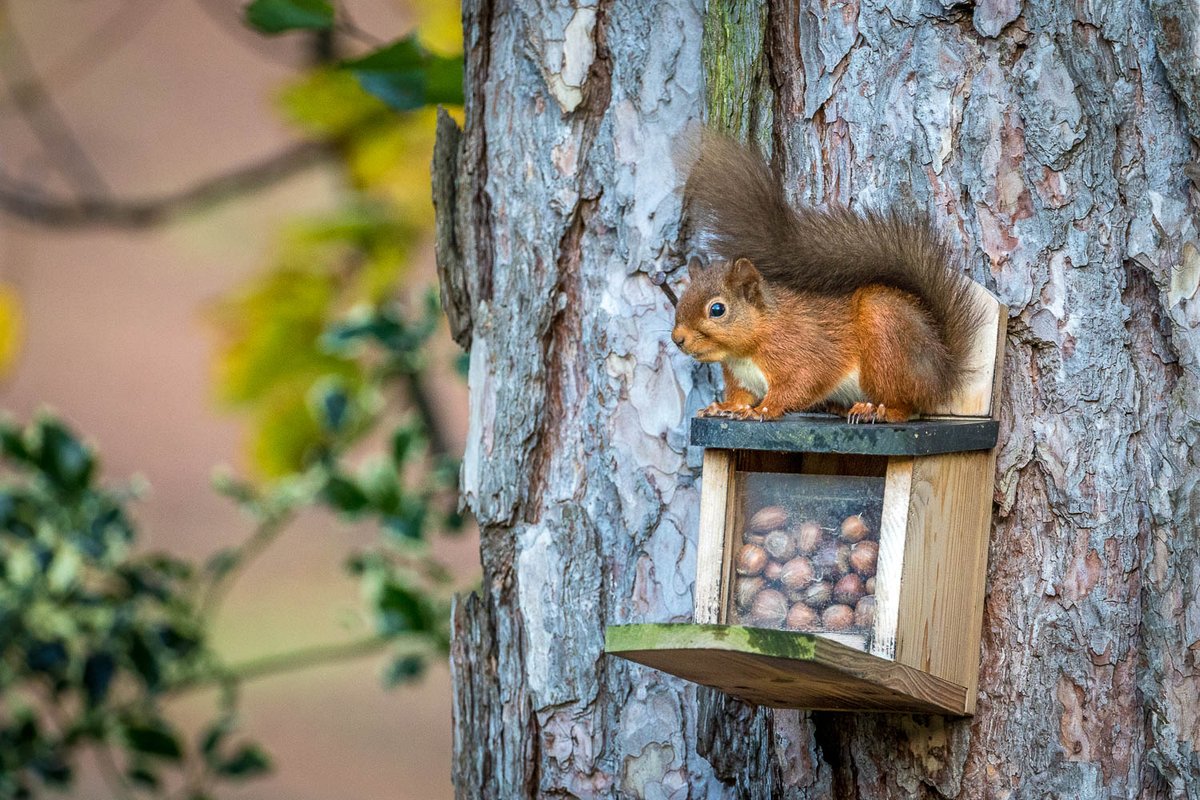 Red squirrel in the garden today @WestmorlandReds