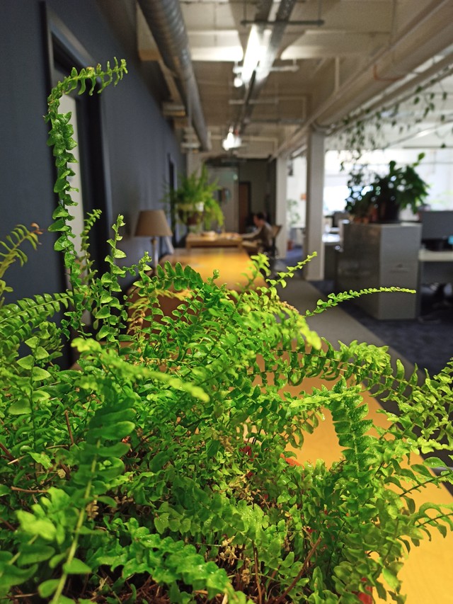Would you like this fern as a coworker? Get in touch with our #coworking space and we'll make sure she's in charge of your interview.

(j/k: there is no interview 😇)