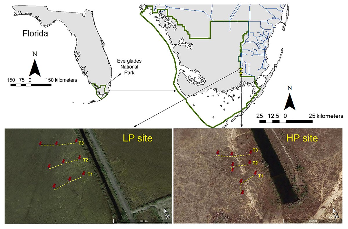 ESAEcosphere's tweet image. From our #FreshwaterEcology track:

In Everglades marshes, #PrescribedFire intensity &amp;amp; #NutrientAvailability drive phosphorus dynamics

doi.org/10.1002/ecs2.4…

#WetlandRestoration #OpenAccess @JohnKominoski ⁦@FIUEnvironment⁩ ⁦@EvergladesNPS⁩ ⁦@SFWMD⁩ ⁦⁦⁦@usfs_srs⁩