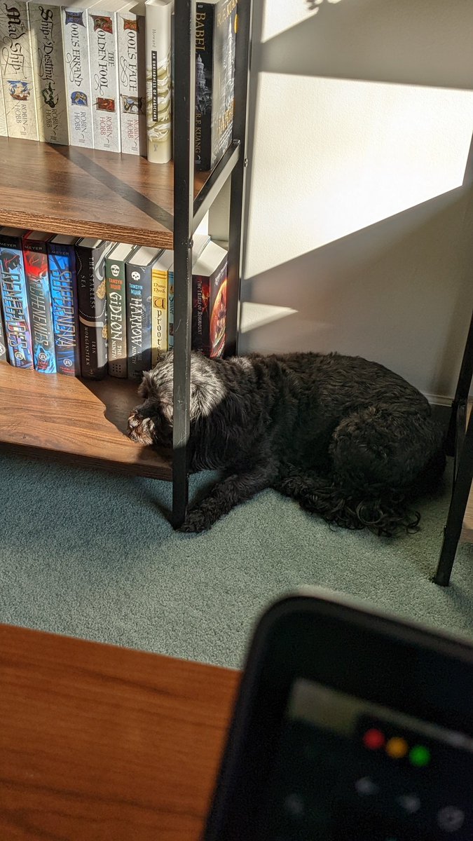 SpaceMagePress's tweet photo. He has a bed in this very room he could be laying on, but chooses the shelf instead 🙄
#dogsoftwitter #dogsaredorks https://t.co/5dySzLIJNm