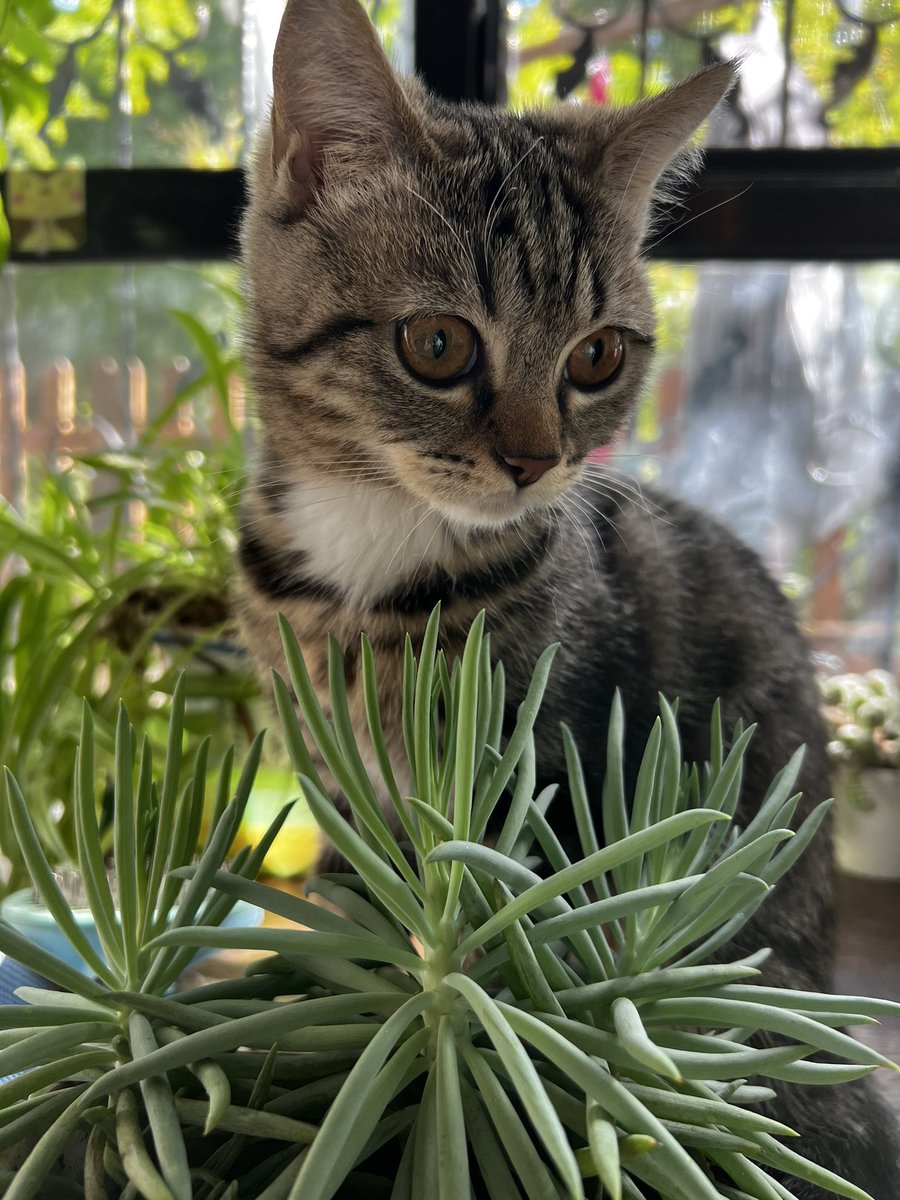 MCat330's tweet photo. It's sunny today.
#catslover #catsintwitter #猫 #kittycat #CatsOnTwitter #cat https://t.co/I75KJSYr2U