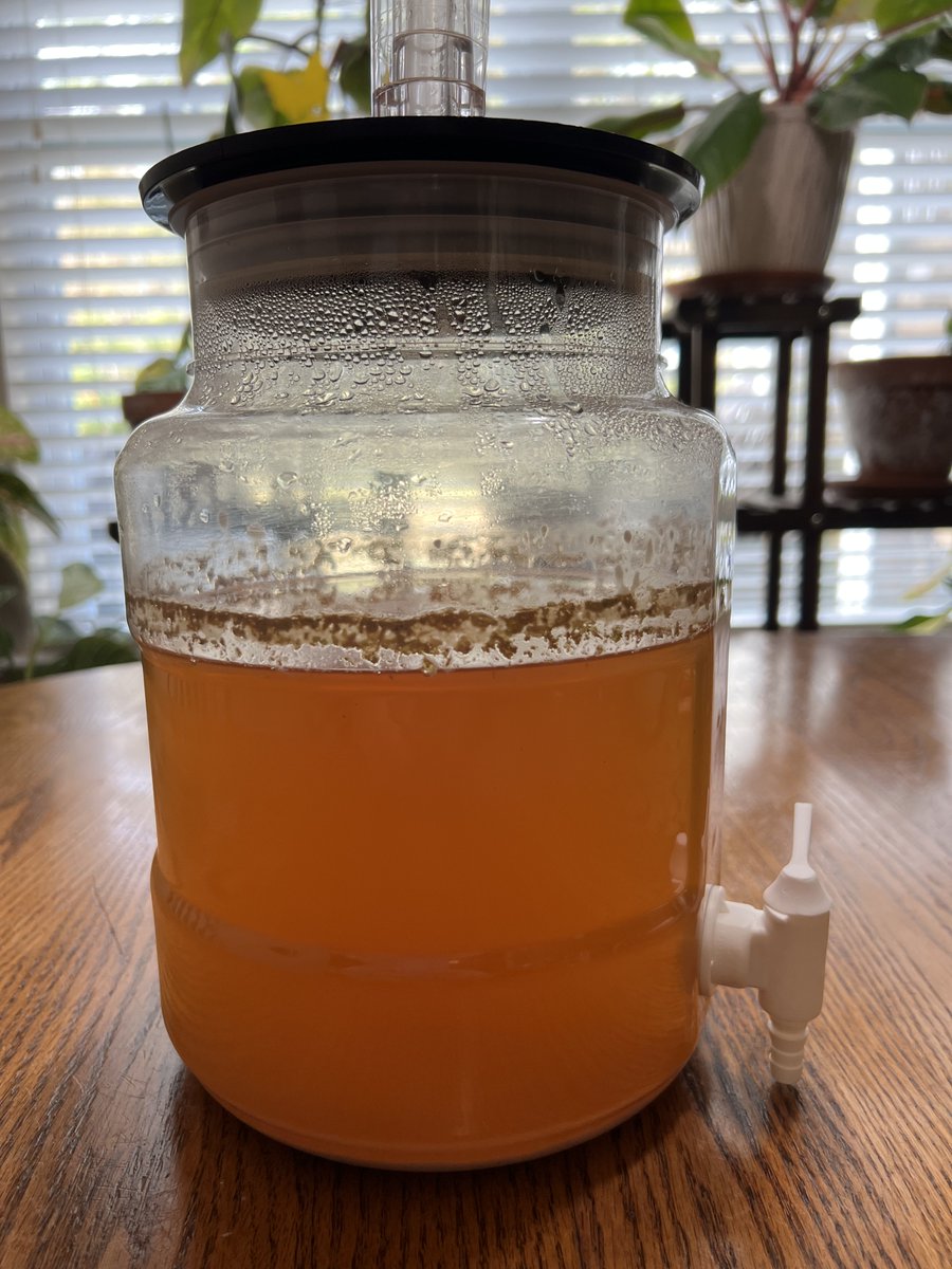 BrewingDaddy's tweet photo. Northern Brewer's Honey Country Pilsner extract recipe at 14 days of fermentation

#brewingdaddy #homebrewer #homebrew #homebrewing #homemadebeer #honeycountrypilsner #pilsnerbeer #northernbrewer #beermaking #brewingbeer #honeybeer #brewingathome https://t.co/cJ8VBMRtYH