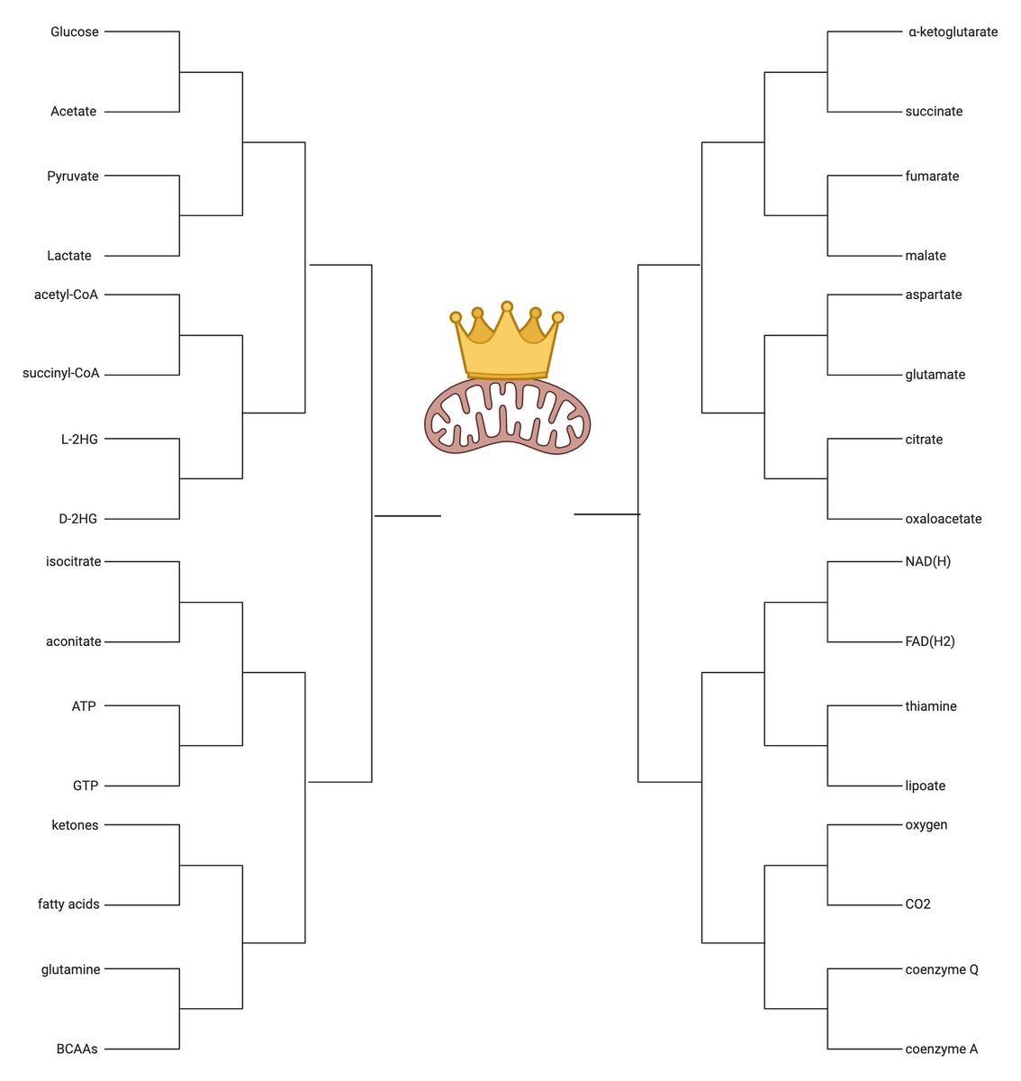 S__Baksh's tweet photo. welcome to MITO METABOLISM MADNESS!!!! inputs, outputs, cofactors and coenzymes, it's time to settle once and for all who is the true powerhouse of the cell!

voting lasts 2 days -- metabolites, start your engines and may the best molecule win! https://t.co/ZuqClbomQM