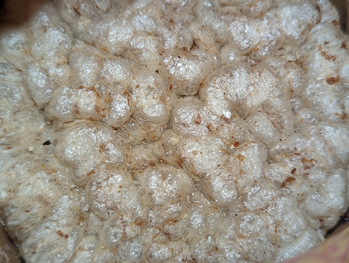 YaleChen2020's tweet image. OLDMILA 小麥餅

膨膨的，輕輕的，
可能可以放在牛奶上漂

吃起來也是中等耐嚼
這一款比較不鹹

在 #pchome24 買的
PCHOME 立陶宛館
24h.pchome.com.tw/region/DBDT

立陶宛製造 
台立友好
🇱🇹🤝🇹🇼

#boycuttchina 
#ABC_challenge
#AnywherebutChina
#StandWithHongKong