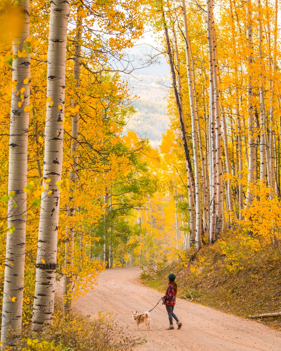 Fr33Water's tweet photo. Mystified by the magical colors of Fall in Colorado... πππ
#outtherecolorado #colorado #fall2022 #fallincolorado #visitcolorado https://t.co/E3XXn2wEhu