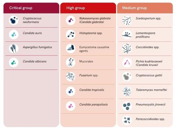 La Organización Mundial de la Salud (OMS-WHO) identifica los patógenos fúngicos más problemáticos. Atención especial al grupo crítico. who.int/publications-d…