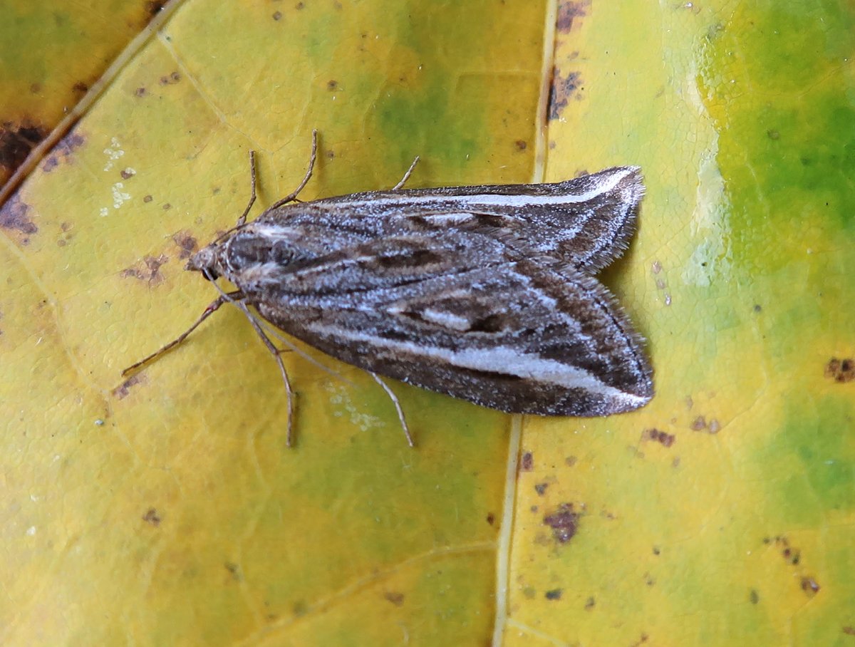 Meanwhile, over in Tintern, Hazel recorded the 4th Streak for the garden, 3rd White-point and 4th Turnip Moth. Plus the first Mottled Umber of the Autumn.