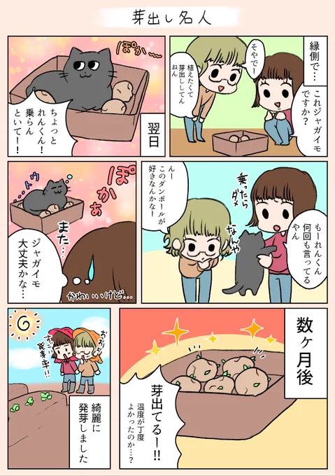 「芽出し名人」
味をしめて次はさつまいもで挑戦中です🤣✨
#漫画がよめるハッシュタグ 
#日常 
#家族 
#農業 