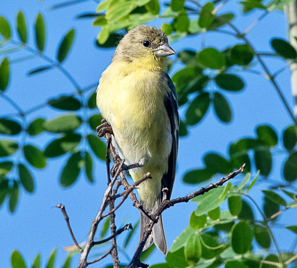 There are many juvenile Lesser Goldfinches around at the moment - taking advantage of local nyjer seed bird feeders.
