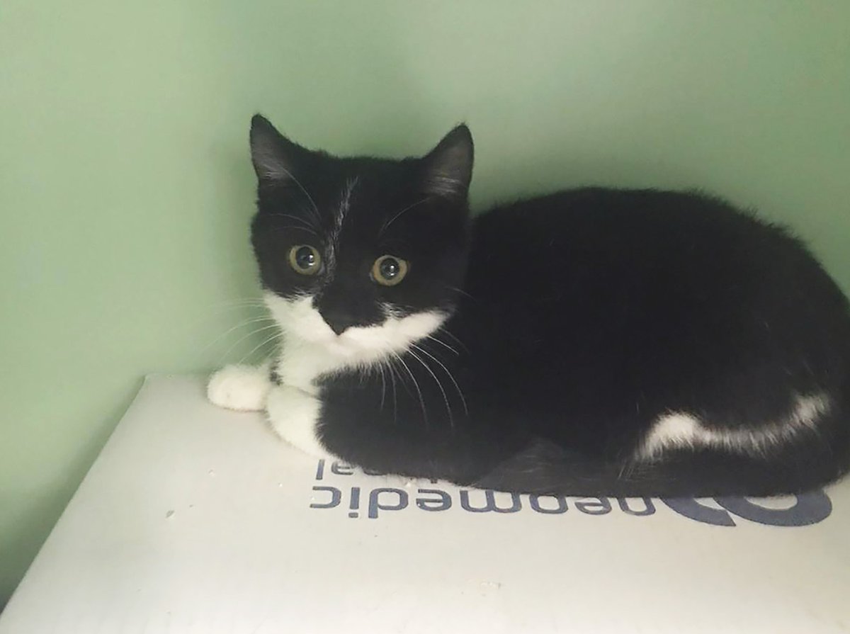 La Trucha només té 3 mesos. És una mica tímida, però és molt bona i li encanten els "mimos". Busquem per aquesta petita una família que la vulgui cuidar i estimar molt. Si la voleu conèixer, podeu preguntar per la petita Trucha entrant a l'enllaç: protectoramataro.org/adopta-un-anim…