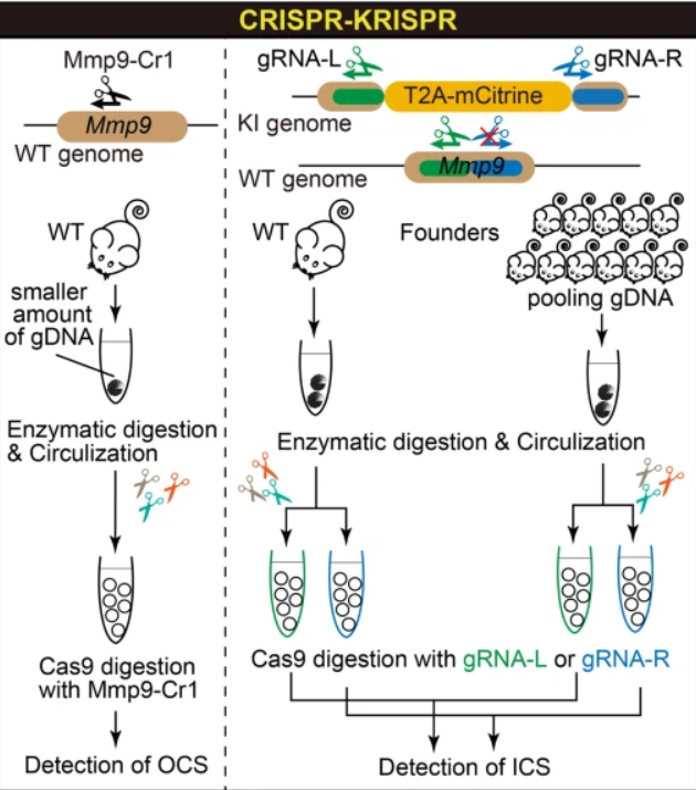 GenomeBiology's tweet photo. Tanaka, Yokoyama, @Masato_Ohtsuka &amp; co present CRISPR-KRISPR, the Knock-ins and Random Insert Protocol, for identifying off-target insertions during CRISPR editing. It modifies CIRCLE-seq by using enzymatic digestion rather than ultrasonic fragmentation  https://t.co/1XKcpPW27H https://t.co/xFqAqgkFC4