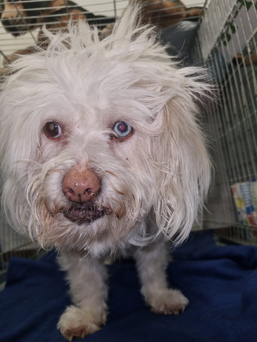 DierenAmsterdam's tweet photo. Lief Twitter #help 
Oude, blinde schat is op de #JacobVanLennepkade de gracht in gelopen. Door omstanders er uit gevist, naar DK Overtoom gebracht en inmiddels liefdevol gepamperd bij ons. Waar is de liefde en warmte van eigen zijn baas #Twittermagic #Amsterdam #Gevonden #Vermist https://t.co/sPxuI2HbxQ