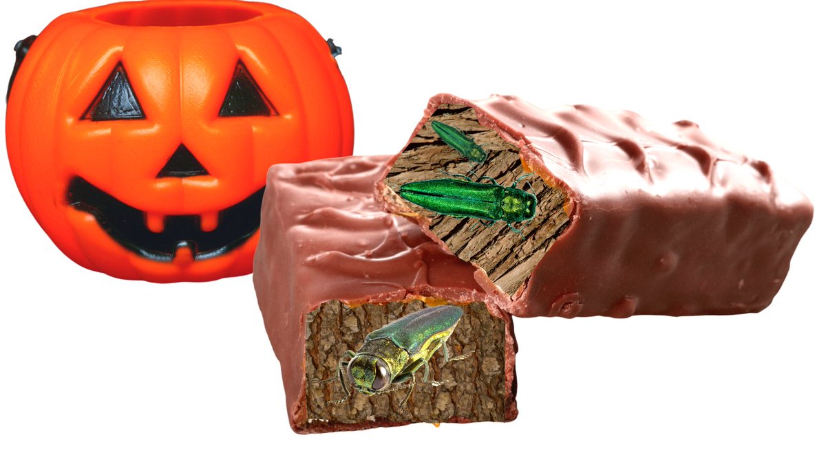 WAStatePks's tweet photo. Parents, please check your kids' candy this Halloween! We just found invasive emerald ash borers decimating native ash trees inside this candy bar. No words. https://t.co/bOXmPfLtfN