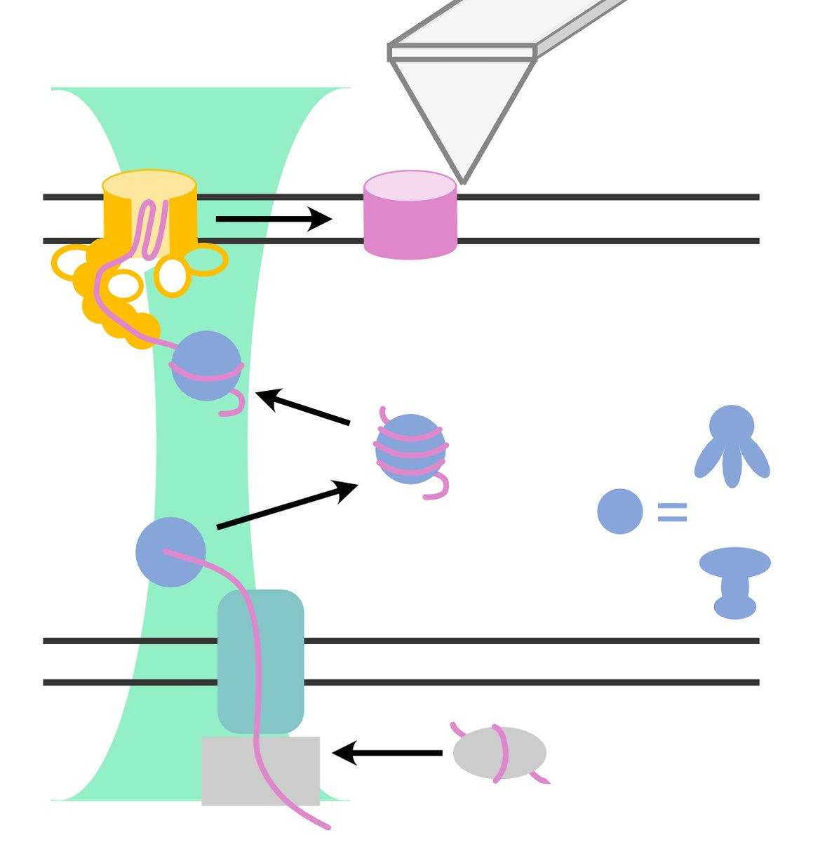 Single-molecule studies provide new views on outer membrane protein biogenesis. Which? Take a look at the review by Anna <a href="/asvirh/">предвечерняя птичка пиздрик</a>, Neha @nehagc18 and Michael in #BioEssays doi.org/10.1002/bies.2…   <a href="/BCUBE_TUDresden/">B CUBE - Center for Molecular Bioengineering</a>