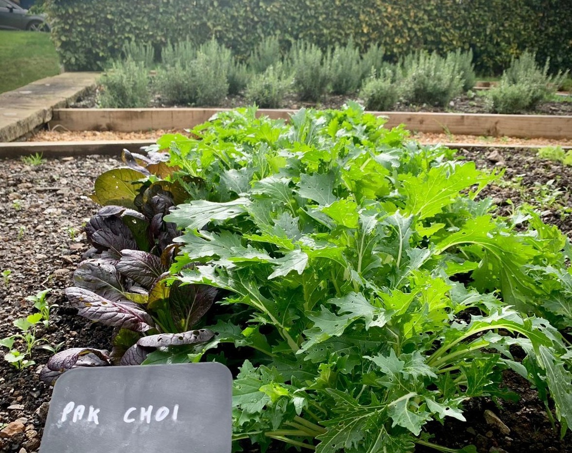It's October but our kitchen garden is still producing greens for our kitchen. And they're rather pretty too! loom.ly/dSpeYVw #KitchenGarden #FromGardenToPlate #Sustainability #EatLocal #EatingFromTheLand