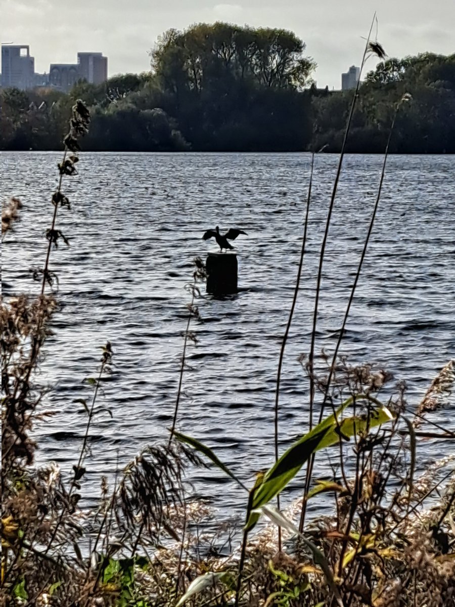 TessavanS's tweet photo. Heerlijk dit Herfstweer met zonnetje! Genoten van een wandeling in de achtertuin. #kralingsebos #thuiswerken #middagwandeling https://t.co/HkT0m7OEQL